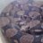 reptiles.818