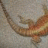Shalimarbeardies