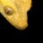 gallerygeckos