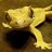 frickereptiles