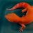 Designer Geckos