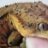 kristy<3sgeckos
