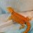 Jungle Jewels Reptiles