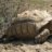 15Sulcata