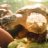 SnapperBeardieTeguSkink