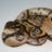 BOSS Reptiles
