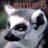 Lemur_6