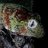 phelsuma11