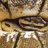A&S Reptiles
