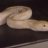 evergreenpythons