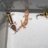 D's Leopard geckos
