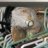 Iguana-Love_Rescue