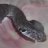 ladycrotalus