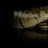 Michaelson Reptiles
