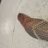 Dendroaspis101