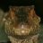 Mr.Atrox