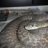 TACTICAL REPTILES
