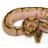 maxsnakes1