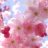 CherryBlossom