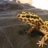 nidastothehades