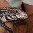 lizard326