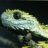 bitis316
