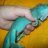 theiguanakid27