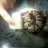 mccloudssnakes