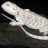 BeardedDragonStore