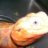 PhoenixHomegrownDragons