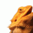Linda's Lizards