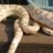 Anjeanettecorns31