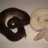 Jvreptiles