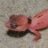Tonygeckos