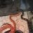 snakeman127