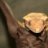 AnyankasGeckos