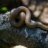 rubber boa