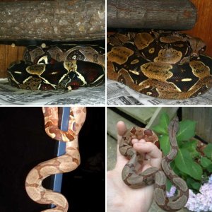 Liquidleaf's collection