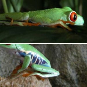 Kermit