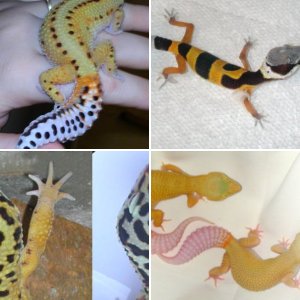 Gecko Herd