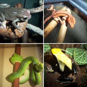 Home Collection