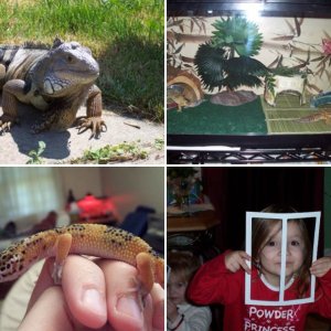 Zen Reptiles' aka ChibiCricket's Photos