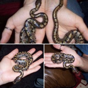 baby ball pythons