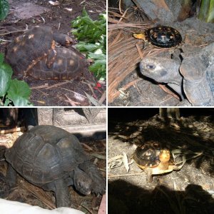 Erich's Torts