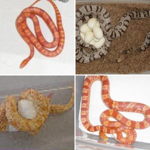Corn Snakes!