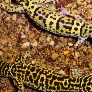 Leopard Geckos