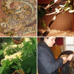 Python's