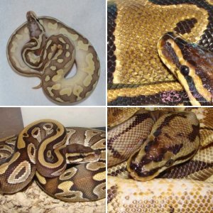 Ball Pythons