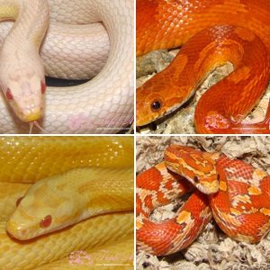 Cornsnakes