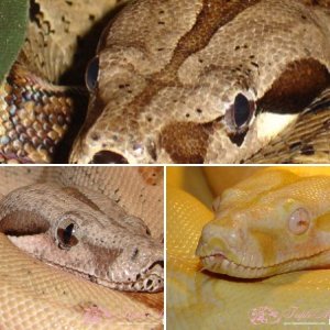 Boa Constrictors